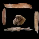 Oreoborax Discord Server Icon