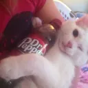 Dr pepper (deepwoken)
