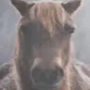 evil horse central