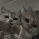 🐾 /meowcafe Tags Server 🐈