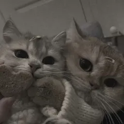 πΎ /meowcafe Tags Server π β ΠΌΠΎΠ½ΠΈΡΠΎΡΠΈΠ½Π³ Discord ΡΠ΅ΡΠ²Π΅ΡΠ°, ΡΡΠ°ΡΠΈΡΡΠΈΠΊΠ° ΠΈ ΡΠ΅ΠΉΡΠΈΠ½Π³