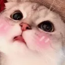 ГрозаКотоФанов