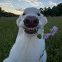 Dog Tag