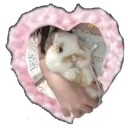 ᕱ⑅ᕱ ᵦᵤₙₙᵧ ʙʟᴏᴏᴍʏ ɠαɾԃҽɳ