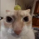 Silly gato