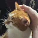 UrNeko Club