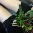 soracord