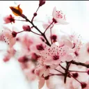 Yume no Sakura