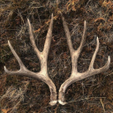 ARCTURUS, The October Star ✶ Discord server icon