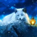 Moonlit Fox Discord Server Icon