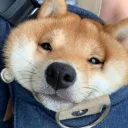 Chows super cool collab server