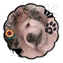 ☁   ⁑!The Pup Cup!⁑   ☁