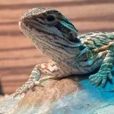Beardie