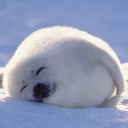 Discovery icon for 🦭 Silly Seals | SEAL Tag 🦭 Discord server