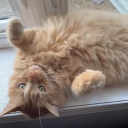 Choklat Discord server icon