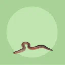Worm’s Wonderful World 18+