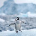 Penguin Server