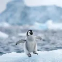 Penguin Server