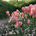 indi Discord server icon