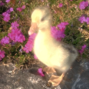 𑣲 Reverie˚₊۶ৎ˙⋆ Discord server icon