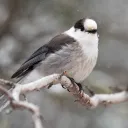 Birding Canada