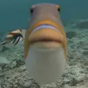TeamFish