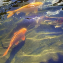 Art Sanctuary 🐟⭑.ᐟ Discord server icon