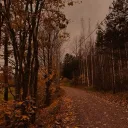 𝙲𝚊𝚝'𝚜 𝙵𝚊𝚕𝚕𝚎𝚗 𝙻𝚎𝚊𝚟𝚎𝚜 🍂