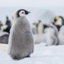 ꒰❄🐧 𝓛𝓪 𝓟𝓲𝓷𝓰ü𝓲𝓷𝓮𝓻𝓪 ❄꒱