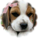 xoxo ◞◞ the darling doghouse Discord server icon