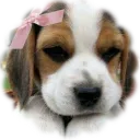 xoxo ◞◞ the darling doghouse Discord Server Icon