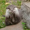 ottergang PUB #VTTM