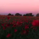Zayki’s rose field <3