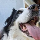 Doggys Dynamic Dinasty