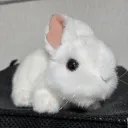 うさぎ小屋