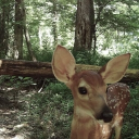 Deerpg Discord server icon