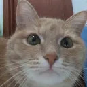КОТЁНОК МАРКИЗ