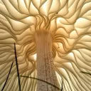 Under the Mushroom Roof