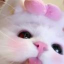 Daily Cats!