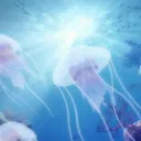 𝒪𝒸ℯ𝒶𝓃𝒾𝒶 🪸