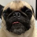 𝐏𝐮𝐠