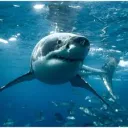 Writing with Sharks