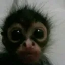 MissMonkey's Server