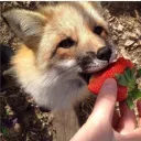឵឵឵឵឵🍓 ឵឵឵