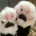 sushi paws