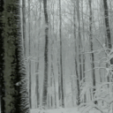 Those who snow, They snow