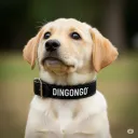La Comunidad de Dingongo Gamer