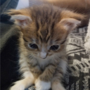 solace Discord server icon