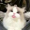 Kitty's kingdom