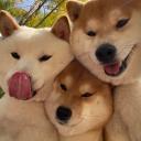 Shiba Lodge